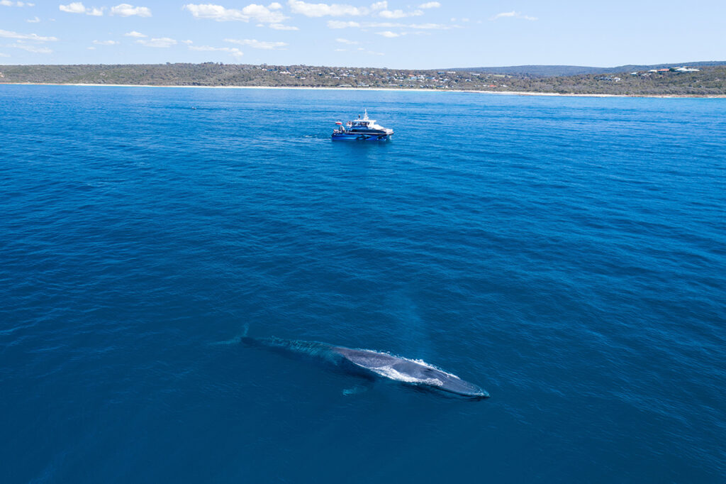 aerial shot of a whale swimming in the blue water near a boat