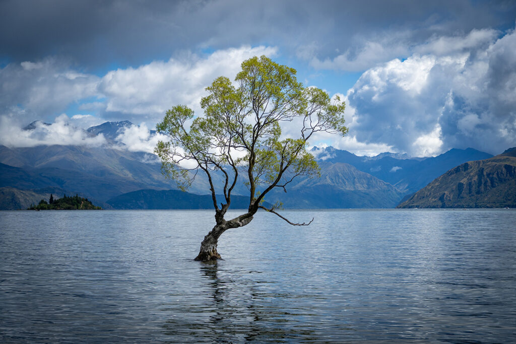 solitary tree in lake wanaka, new zealand.
